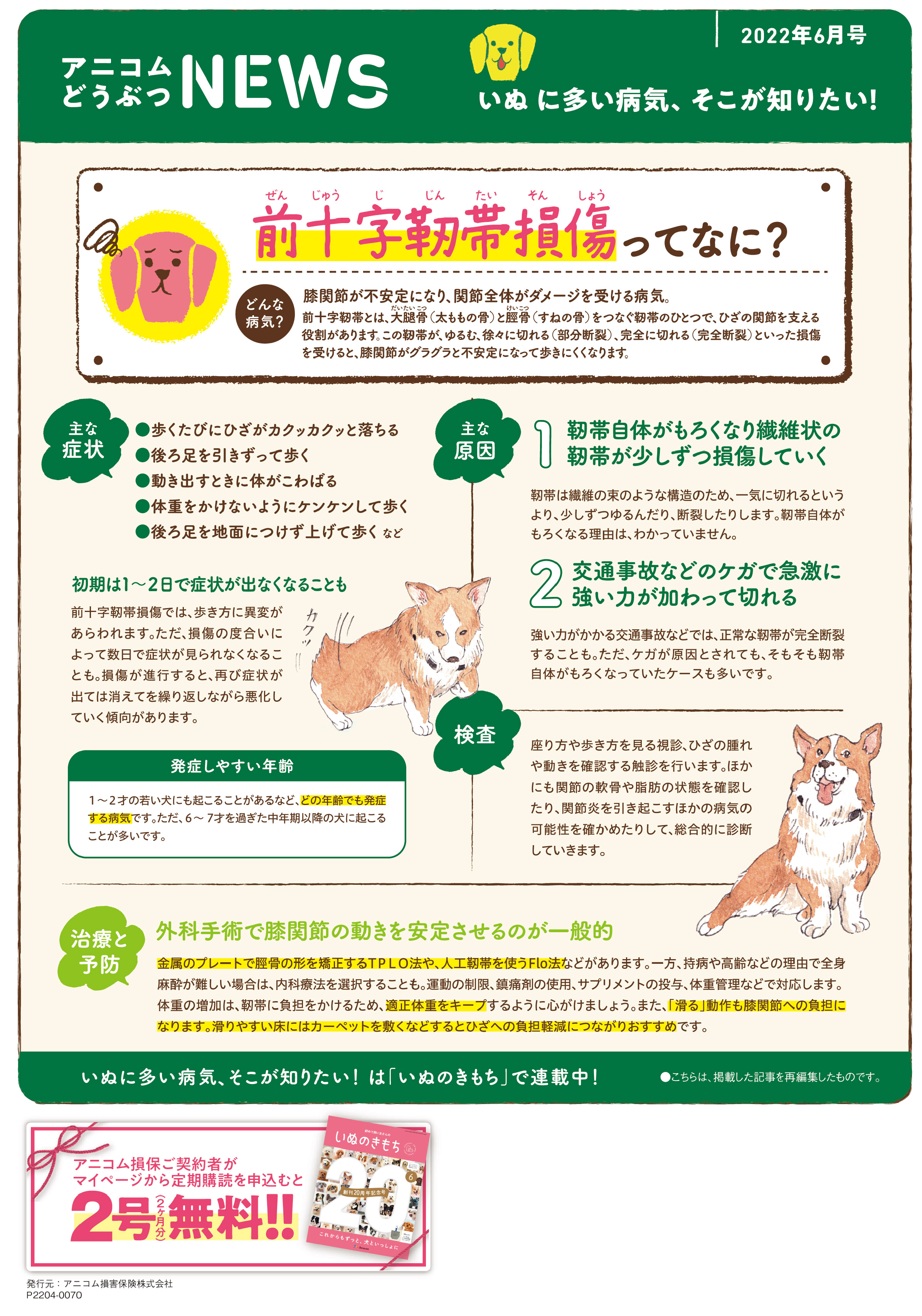 【いぬに多い病気】前十字靭帯損傷