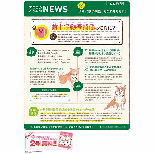 【いぬに多い病気】前十字靭帯損傷