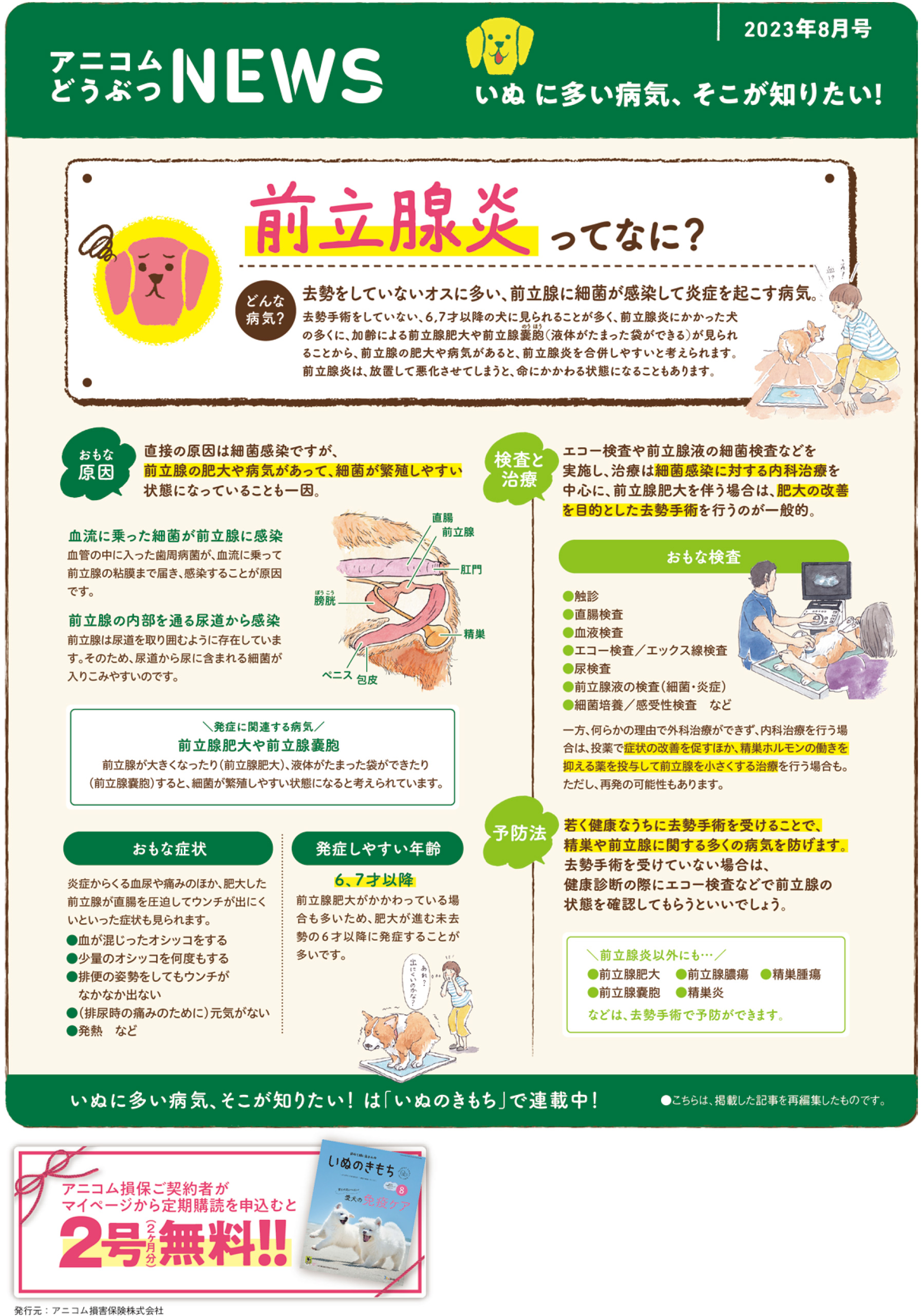 【いぬに多い病気】前立腺炎