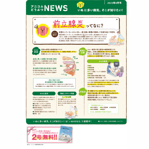 【いぬに多い病気】前立腺炎